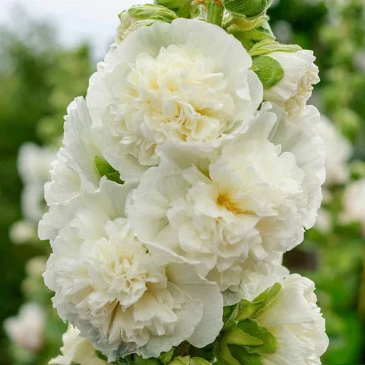 Storybook Hollyhock Seeds - A Fairytale Garden, Effortlessly + 50% OFF
