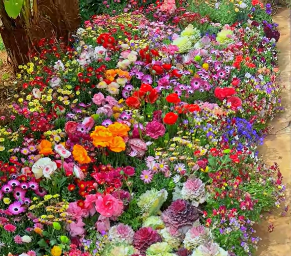 EternaGarden - A Wildflower Meadow in a Bag - 50% OFF
