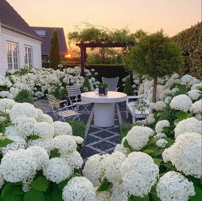 EverBloom Hydrangeas - A Perfect Garden, Effortlessly - 1+1 FREE