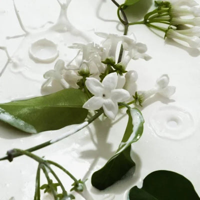 AuraMist Fragrance Duo - Your Alluring Signature Scent - 50 % OFF