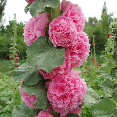 Storybook Hollyhock Seeds - A Fairytale Garden, Effortlessly + 50% OFF