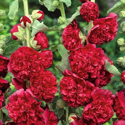 Storybook Hollyhock Seeds - A Fairytale Garden, Effortlessly + 50% OFF