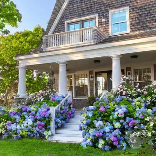 EverBloom Hydrangeas - A Perfect Garden, Effortlessly - 1+1 FREE
