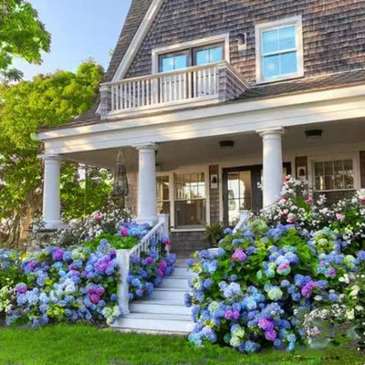 EverBloom Hydrangeas - A Perfect Garden, Effortlessly - 1+1 FREE