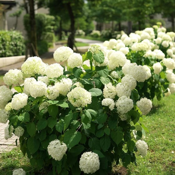 EverBloom Hydrangeas - A Perfect Garden, Effortlessly - 1+1 FREE