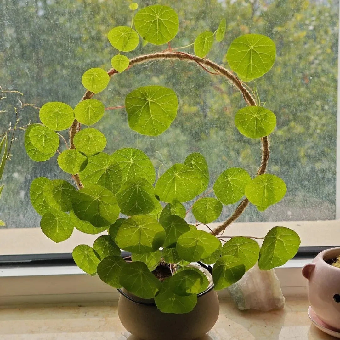 ZenCaudex Plant - Your Effortless Green Companion - 50% OFF