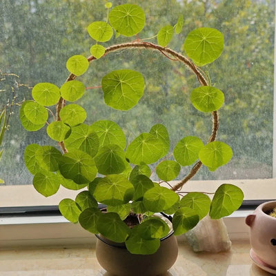 ZenCaudex Plant - Your Effortless Green Companion - 50% OFF