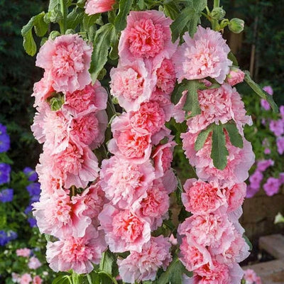 Storybook Hollyhock Seeds - A Fairytale Garden, Effortlessly + 50% OFF