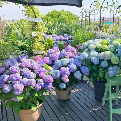 EverBloom Hydrangeas - A Perfect Garden, Effortlessly - 1+1 FREE