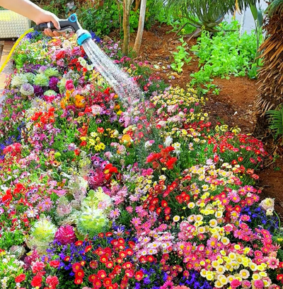 EternaGarden - A Wildflower Meadow in a Bag - 50% OFF