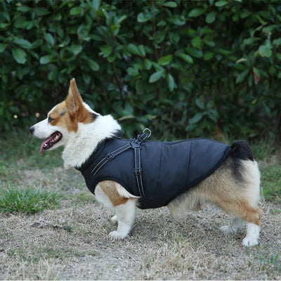 The All-in-One Dog Winter Jacket - The Walk-Ready Winter Coat + 50% OFF