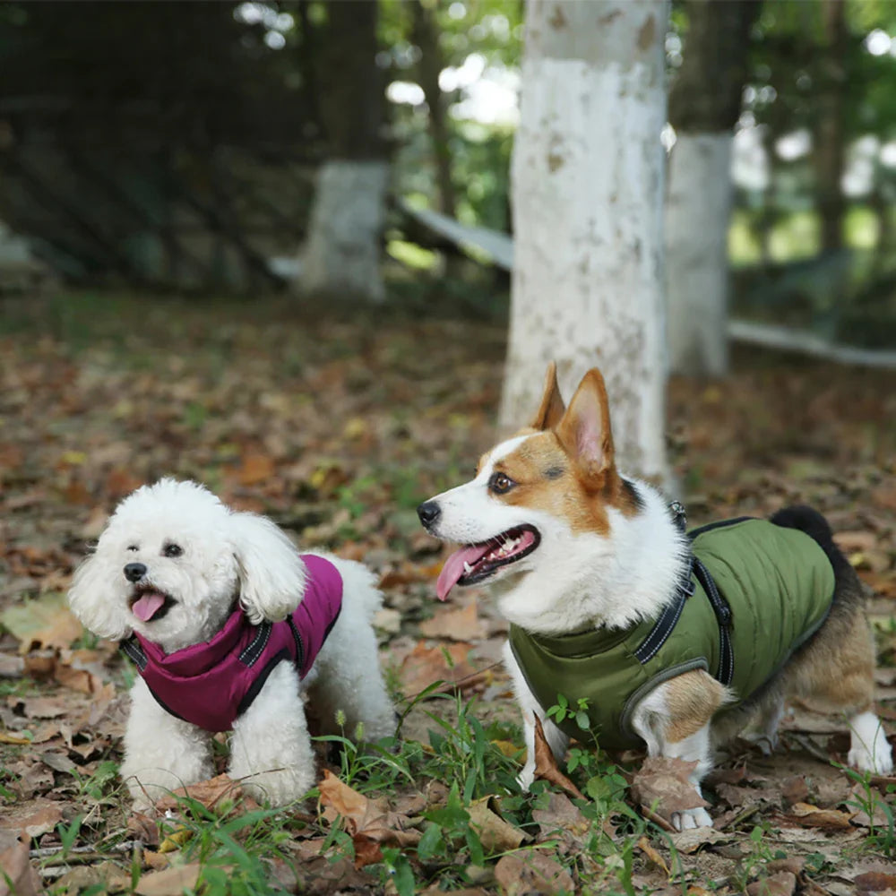 The All-in-One Dog Winter Jacket - The Walk-Ready Winter Coat + 50% OFF